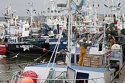 Guided visits to the fishing market complex